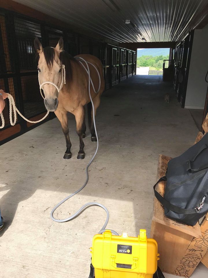 Pulse PEMF therapy at TLC FARMS